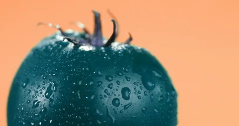 Close up shot of water drops rolling of a green tomato Stock Footage 116611335
