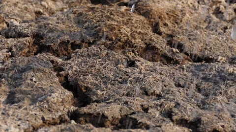 Close shot of water raining in the drought hit field Stock Footage 150249951