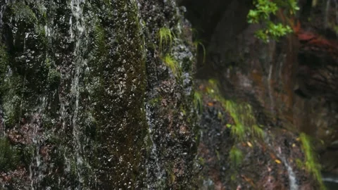 A close-up shot of water trickling down a rock with greenery near a waterfal Stock Footage 167660919