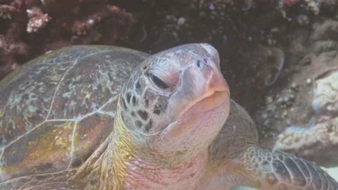 Close up shot of water turtle diving underwater in ocean during beautful Stock Footage 137486301