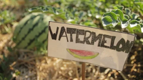 Close up shot watermelon lying on vegetable bed with sign Stock Footage 166203539