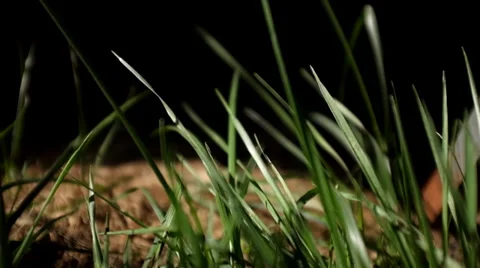 Close up shot of the waving grass Stock Footage 39705608