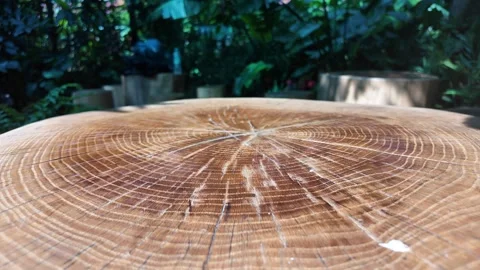 Close up shot of weathered tree stump rings moving slowly with natural gard.. Stock Footage 332211409
