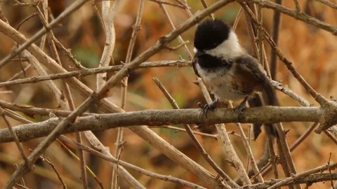 Close shot of wet Black-capped Chickadee preening on branch 스톡 동영상 98137901