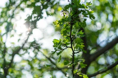 Close-up shot of wet, leafy branches with overlapping green leaves on twigs,  Stock Photos