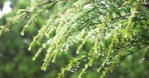 Close-Up shot of wet pine leaves in spring rain. Video stock 171594225