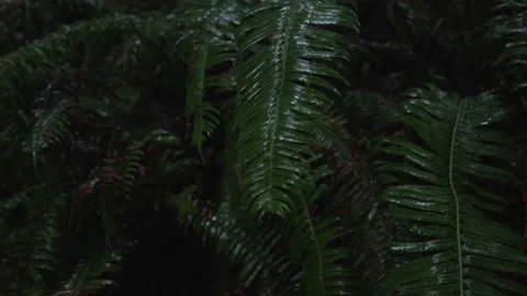 Close-up shot of wet rainforest tree after the rain Video stock 232270031