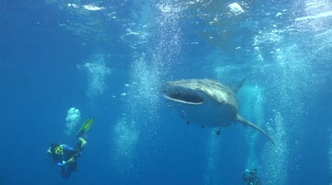 Close shot of whale shark Stock Footage 67171791