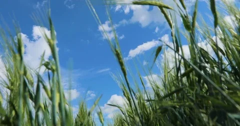 Close-up shot of Wheat with blue sky Vídeo Stock 77218549