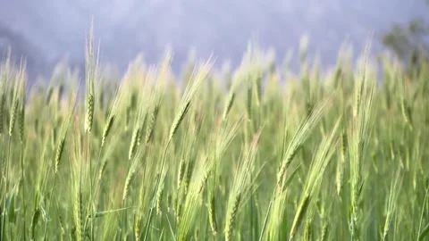 Close-up shot of wheat crops or agricultural field moving with the flow of wind Video stock 154265171