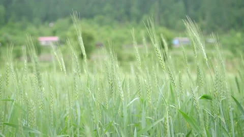 Close-up shot of wheat crops or green grassy agricultural field Stock Footage 154511335