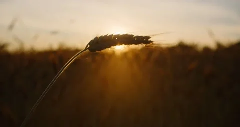 Close up shot of wheat ear on a sunset rays of sun Stock Footage 202093880