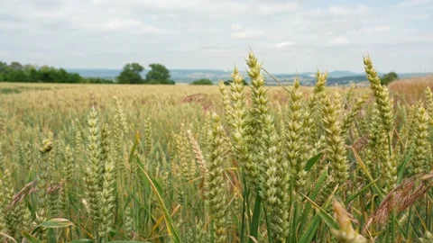 Close up shot of wheat ears in an agricultural grain field Stock Footage 200836334