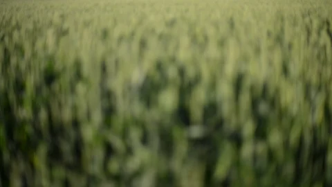 Close-up Shot Of Wheat Farm Stock Footage 100686243