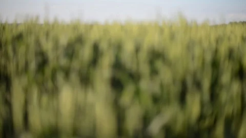 Close-up Shot Of Wheat Field Stock Footage 100686282