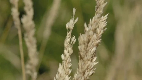 Close shot of wheat Stock Footage 124975852