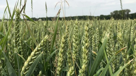 Close shot of the wheat grain on the field during the harvest. Stock Footage 94583183