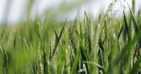 Close up shot of wheat in the middle of a large field Stock Footage 155024704