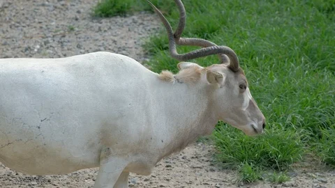 Close up shot of white Addax Stock Footage 113829646