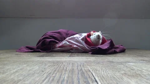 Close shot of white and brown rats in pile of clothes on table 库存影片 146079460