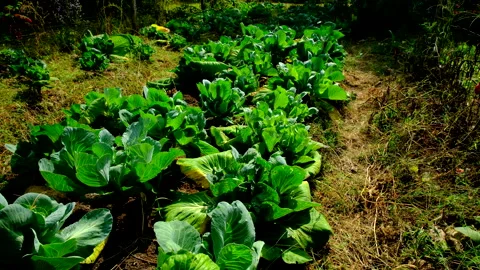 Close up shot of white cabbages re growing after first harvest Video stock 331833849
