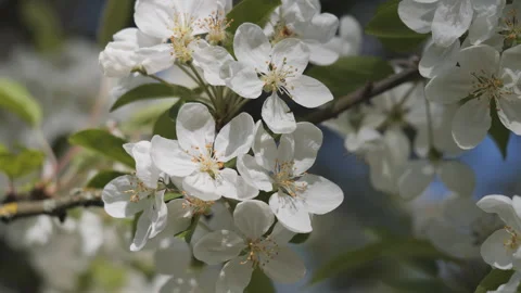 A close up shot of white cherry tree branches in spring. Stock Footage 269706982