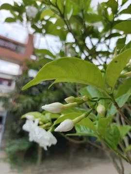 Close up shot of White Crape Jasmine Flower in Bloom with Green Leaves Back.. Stock Photos
