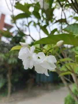 Close up shot of White Crape Jasmine Flower in Bloom with Green Leaves Back.. Stock Photos