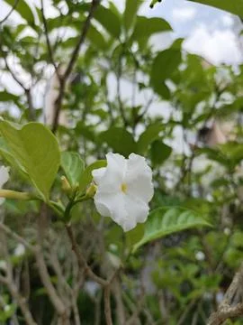 Close up shot of White Crape Jasmine Flower in Bloom with Green Leaves Back.. Stock Photos