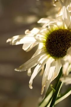 Close up shot of a white daisy flower. Stock Photos