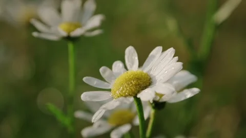 Close-up shot of a white daisy swaying gently in the breeze Stock Footage 318550828