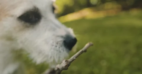 Close up shot white dog playing with stick. Stock Footage 244705212