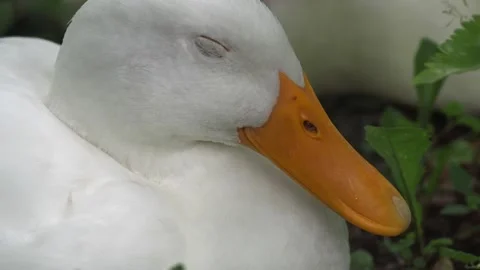 Close up shot of white duck blinks an eye. Duck chill Stock Footage 134905269