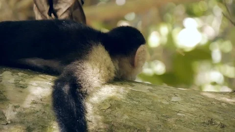 Close shot of White faced Capuchin monkey resting or sleeping, tripod shot 스톡 동영상 98706268
