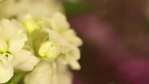 Close up shot of white flower Stock Footage 8960216
