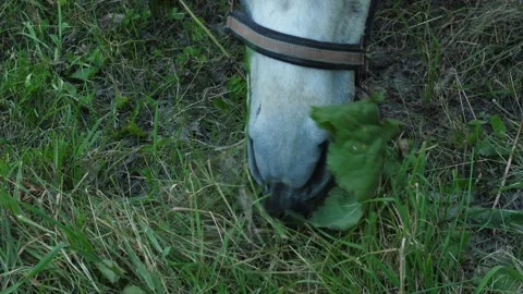 A close-up shot of a white horse muzzle eating fresh green grass and burdoc.. Video stock 341992183
