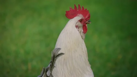 Close up shot of a White rooster crowing Stock-Footage 159681002