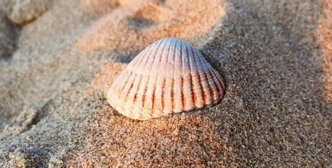 Close up shot of a white seashell on the beach Stock Photos