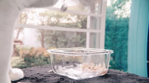 Close up shot of White Siamese cat eating wet cat food in a glass bowl Stock-Footage 100638632