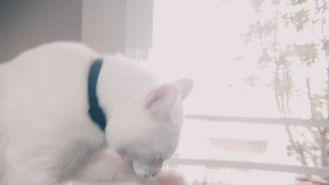 Close up shot of white siamese cat licking its foot Vidéo 100638709