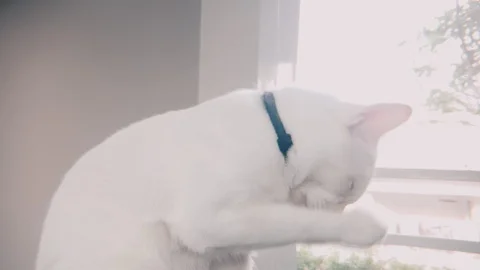 Close up shot of white siamese cat licking its foot Stock Footage 100638757