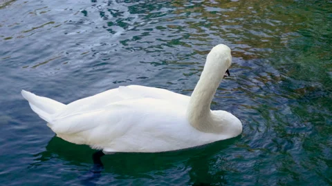 Close-up shot of a white swan floating on the Black sea in Crimea. 4K Stock Footage 133447849