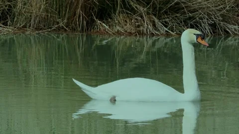 A close-up shot of a white swan swimming calmly in a pond Видео 333151353