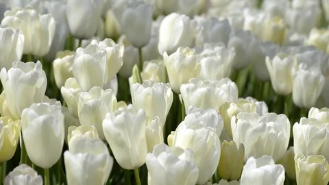 Close Up Shot Of White Tulips Stock Footage 89139933