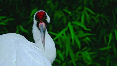 A close-up shot of a whooping crane standing in lush green foliage looking Stock Footage 343696618