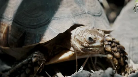 Close up shot of wild African Spurred Tortoise crawling over soil and Stock Footage 196109576