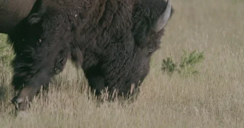 Close-up shot of wild bison grazing on a windy day Vídeos de archivo 332440512