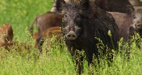 Close up shot of wild boar looking at camera while others eat behind it Stock Footage 260239604