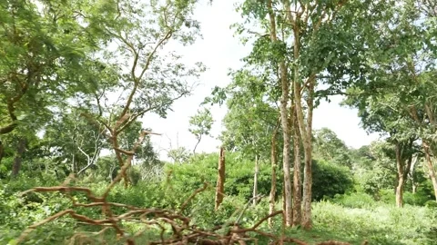 Close shot of wild bushes and trees in forest Stock Footage 156957553