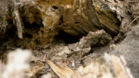 Close-up shot of wild field mouse hiding in the hole in forest. 4K Video stock 107840334